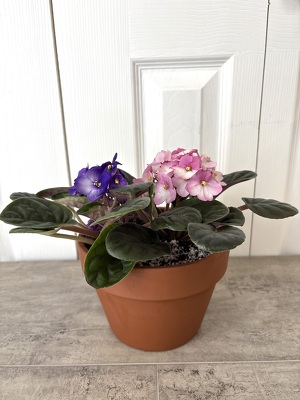 African Violet Terracotta from Aladdin's Floral in Idaho Falls